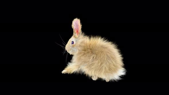 71 Rabbit Standing Sprint Forward 4K, Backgrounds Motion Graphics ft ...