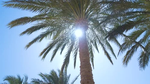 Beautiful Green Coconut Palm Trees Waving on Wind on Tropical Beach Against Blue Sky
