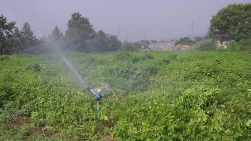 Field irrigation.