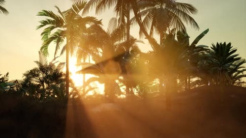 Rayos al atardecer a través de palmeras