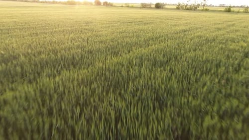 Aerial of the Large Green Wheat Field From a Low Flying Drone at Sunset in Summer