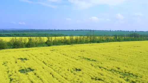 Blooming Rapeseed Field