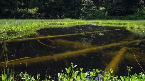 Mystic Lake with Dead Trees Under Water in Green Nature Landscape