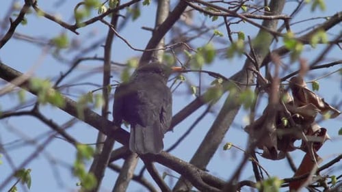 Plan moyen au ralenti d'un jeune Merle noir vu de derrière, assis sur une branche dans le vent, surr