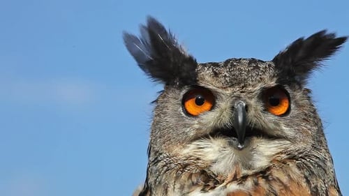 750090 Europäischer Uhu, Asio Otus, Porträt eines Erwachsenen, der sich umschaut, Echtzeit
