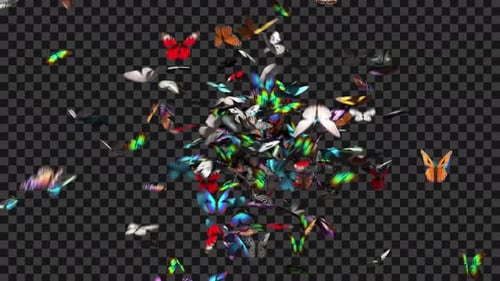 Butterfly