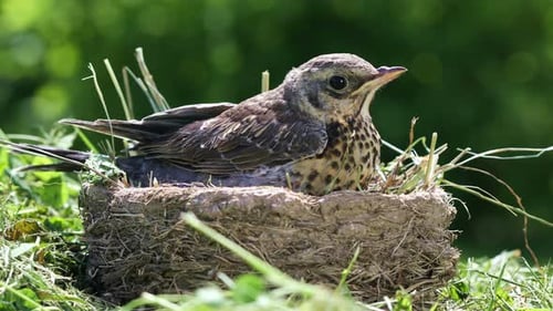 Young Bird Nestling in Mud and Twig Nest