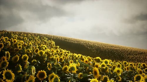 Sunflower Field and Cloudy Sky