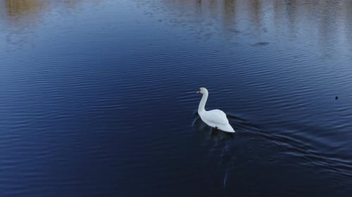 Single Swan on Tranquil Blue Lake