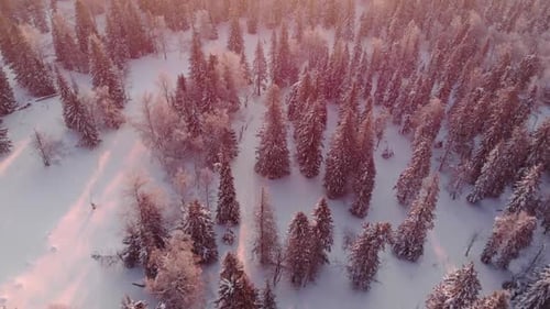 Flying Over Forest Snow Winter Landscape Trees Sunset