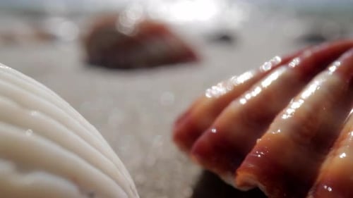 Close Up Footage of Sea Shell on Beach