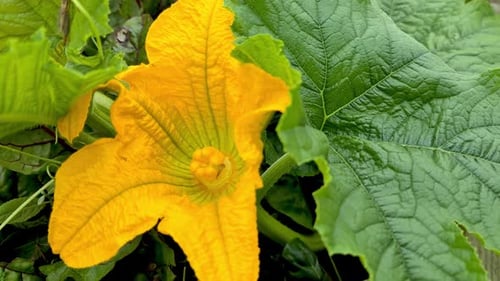 Weibliche Kürbisblume wächst im Garten