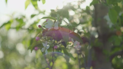 Close Up of Blossoming Apple Tree with Beautiful Sun Flares