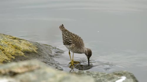 Waldstrandläufer
