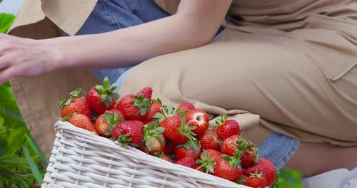 Female Farmer in Apron Picking Ripe Strawberries Into Basket