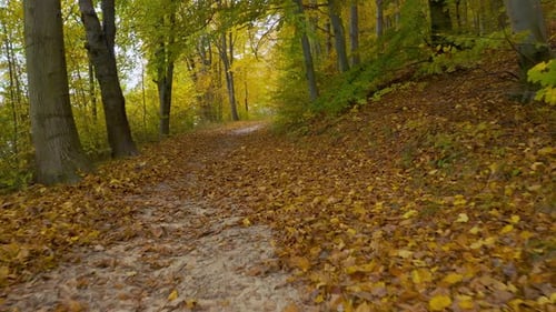 Flying Along the Path in the Autumn Forest