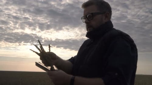 Farmer Works with a Computer Tablet in a Wheat Field at Sunset
