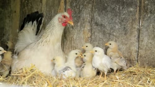 Chickens baby mother chicken, little chickens near the chicken