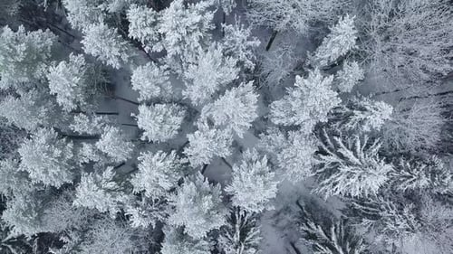 Winter forest nature snow-covered winter trees landscape view from air.