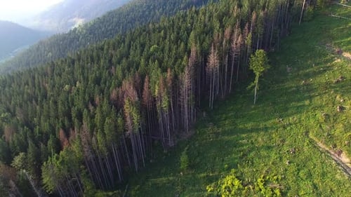 Deforestation