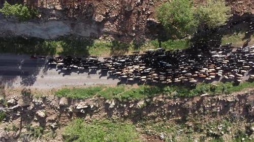 Goat Herders Moving Along Narrow Road