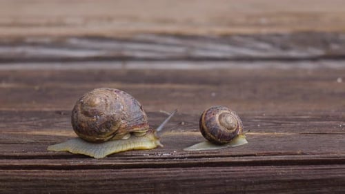 Große und kleine Schnecken krabbeln auf einem Holzbrett