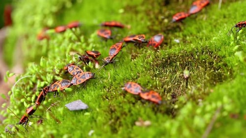 Firebug, Pyrrhocoris Apterus, Is a Common Insect of the Family Pyrrhocoridae