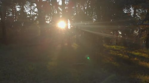 Wild pine forest with green grass under the trees. Moving between trees at summer sunset