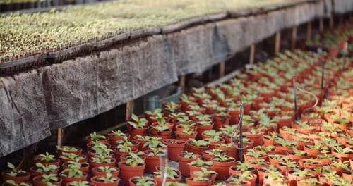 Agriculture - Flower Seedlings in Greenhouse