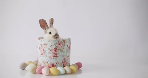 Ein süßer Hase kommt aus einer Geschenkbox auf weißem Hintergrund