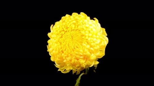 Close Up of Vibrant Yellow Flower on Black Background