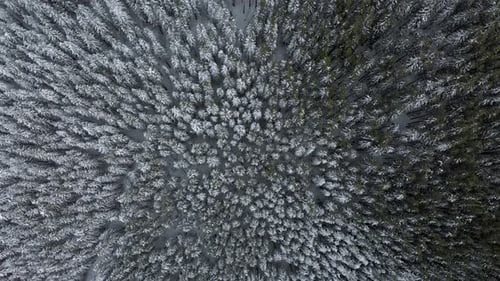 Luftaufnahme über einem Gebirgs-Winter-Kiefernwald