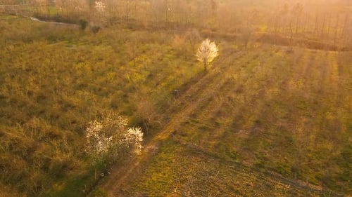 Arbre en fleurs