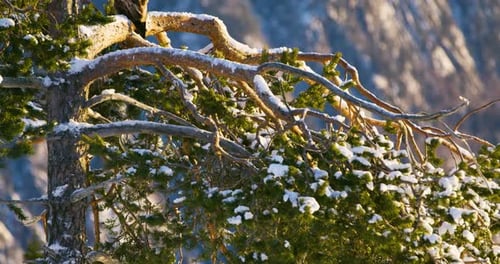 Golden Eagle Perched on Snowy Branch
