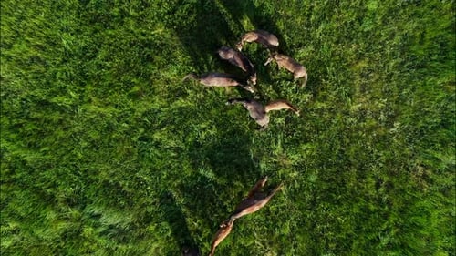 Chevaux sauvages qui courent des Mustangs sauvages sur la belle herbe verte