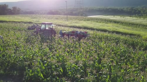 Aerial of tractor and corn wagon in corn field with workers on a summer morning.