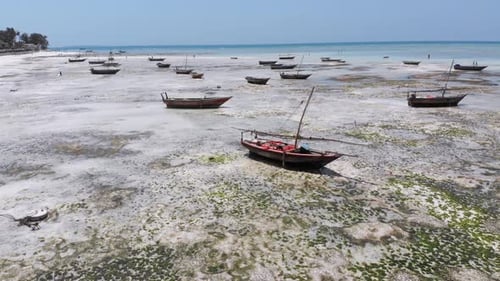 Many Fishing Boats Stuck in Sand Off Coast at Low Tide Zanzibar Aerial View