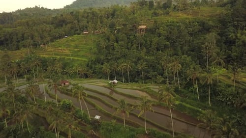 Jatiluwih Rice Terraces on Bali, View From Above. Aerial Drone Footage
