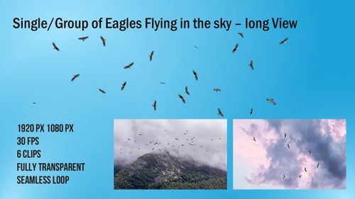 Single und Gruppe von Adlervögeln fliegen von oben