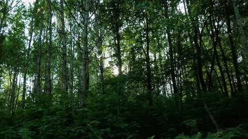 Tracking Shot Of Forest Trees