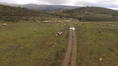 Sheep walk on pasture