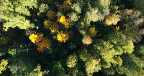 Herbstwald im Sonnenlicht