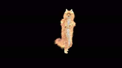 Cat Dancing 4K