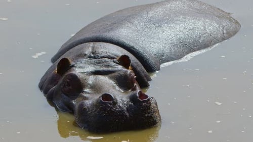 Hippo Resting in Water on a Sunny Day