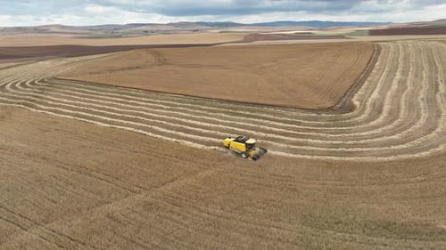 Wheat Field Aerial View Of Combine Harvester Harvesting Wheat