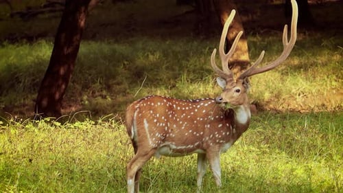 Chital ou Cheetal, également connu sous le nom de cerf tacheté, cerf chital et cerf de l'axe