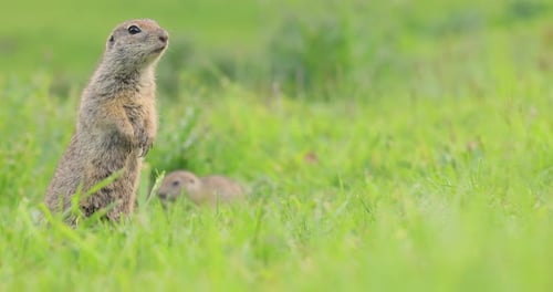 Mountain Caucasian Ground Squirrel or Elbrus Ground Squirrel