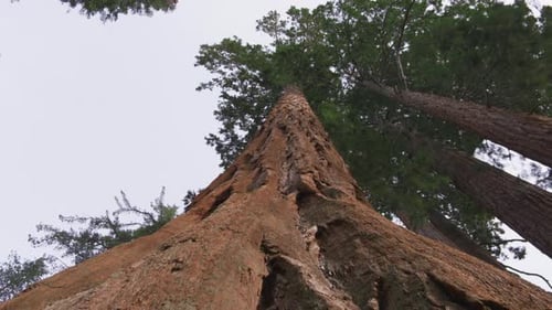 Camera Moves Around the Huge Trunks of Ancient Redwoods Bottom Up View 6K Shot