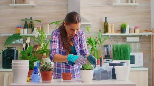 Woman Repots Succulent in Bright Kitchen