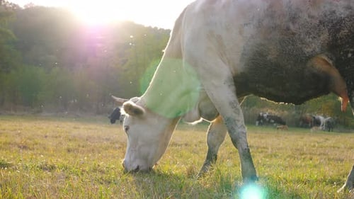 Close Up of Cow Standing at Lawn and Eating Green Fresh Grass. Cute Friendly Animal Grazing in